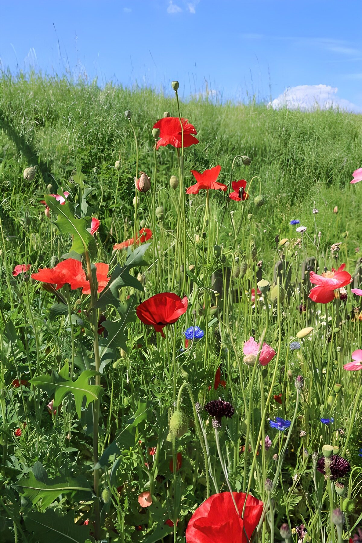 OCUK95064: Vibrant Wildflower Meadow