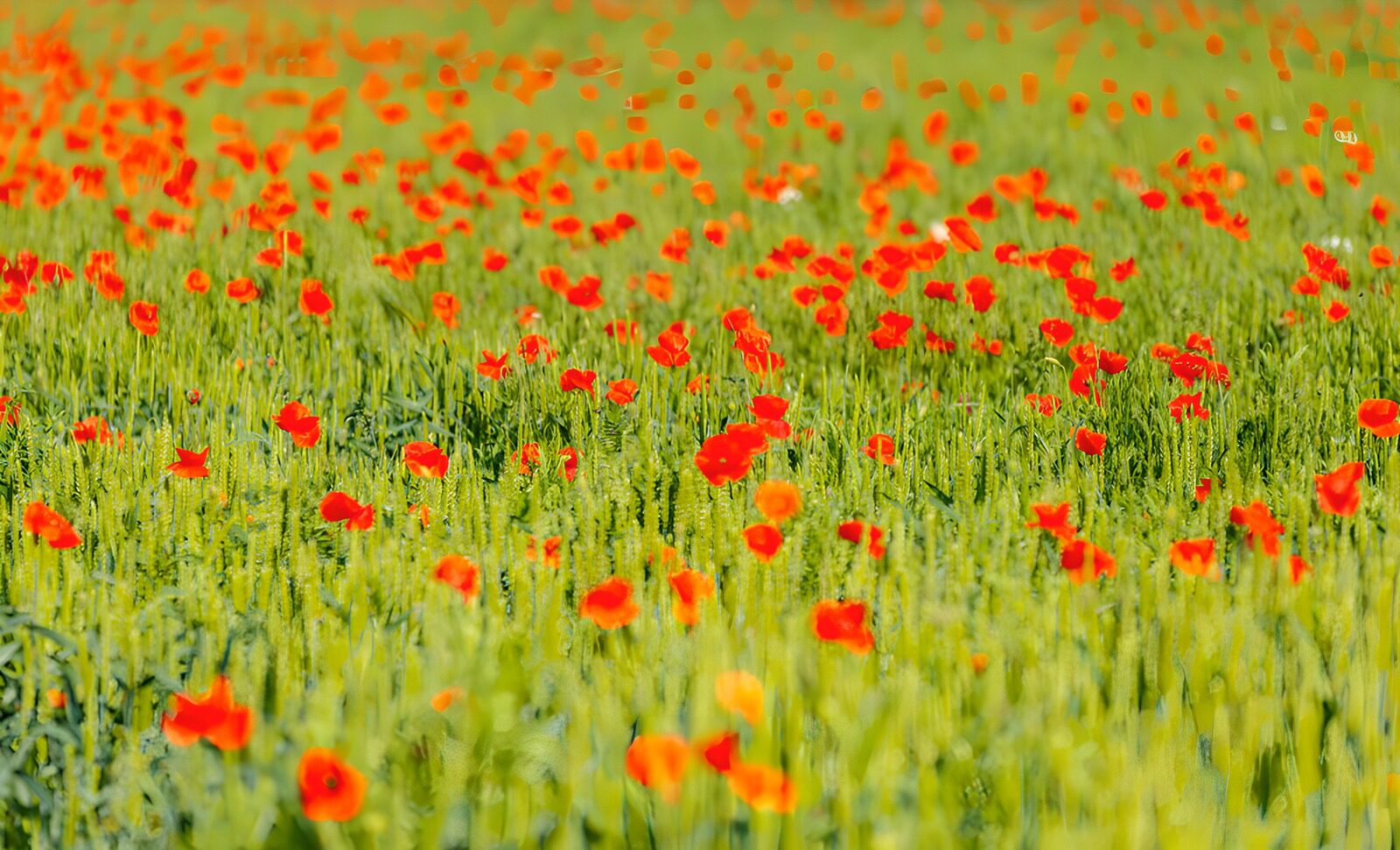 OCUK12550: Vibrant Poppy Field in Bloom