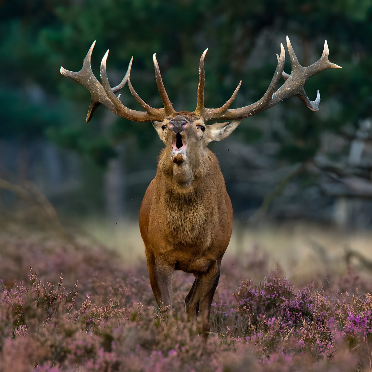 OCUK26303: Majestic Stag Roaring in the Meadow