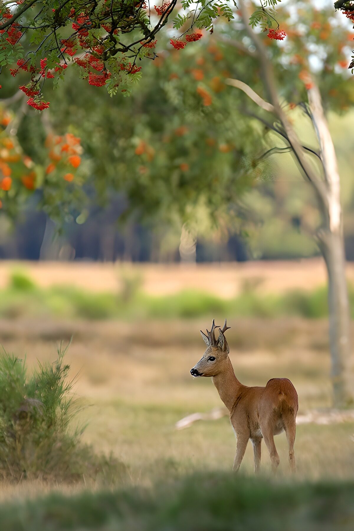 OCUK34571: Young Deer in a Serene Landscape