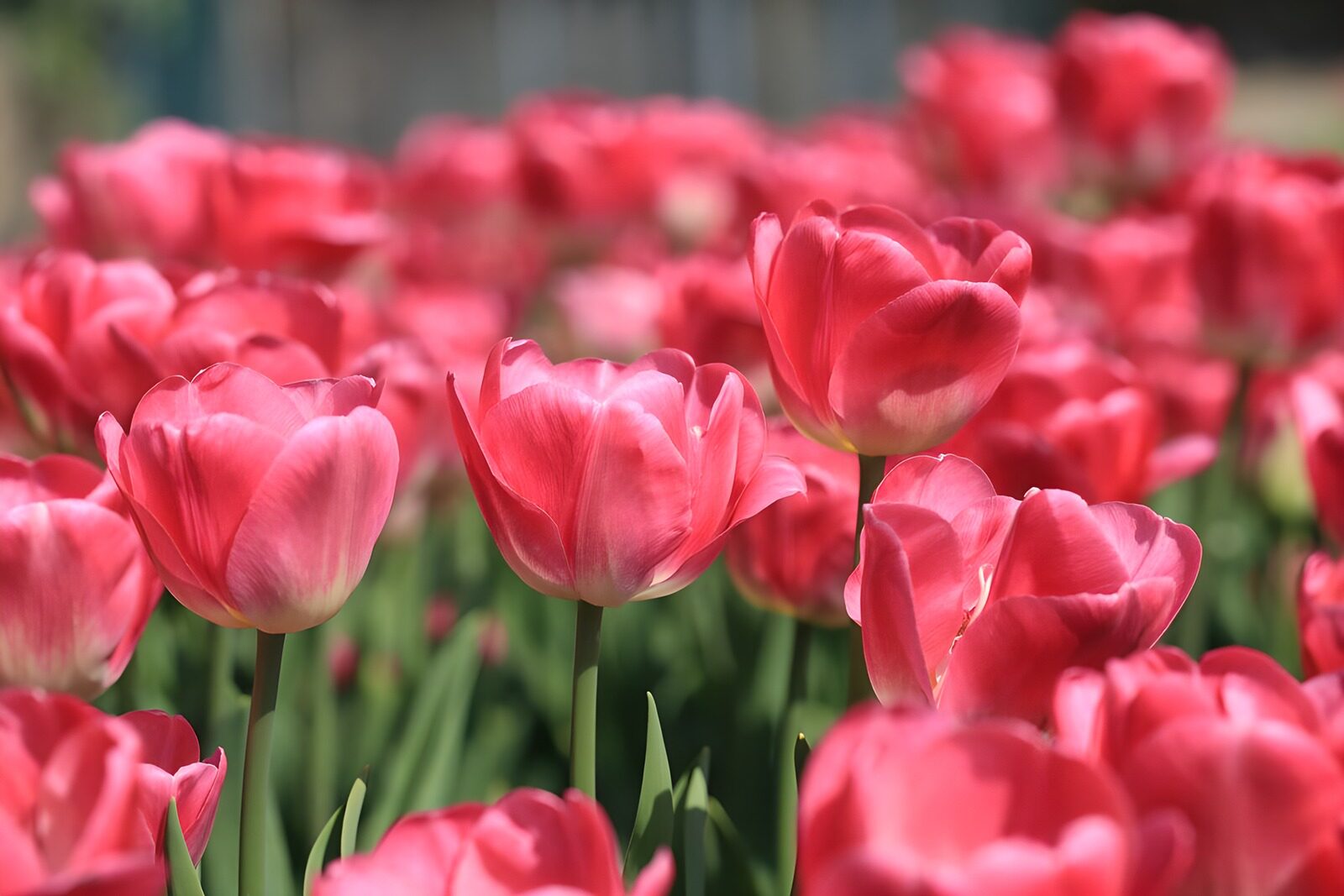 OCUK60174: Red and pink tulips