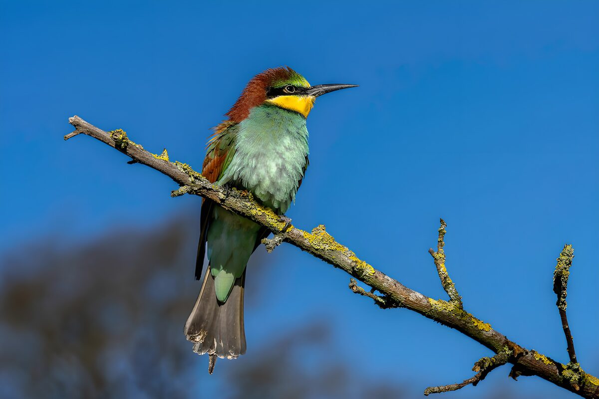 OCUK41040: Colorful Bird Perched on a Branch