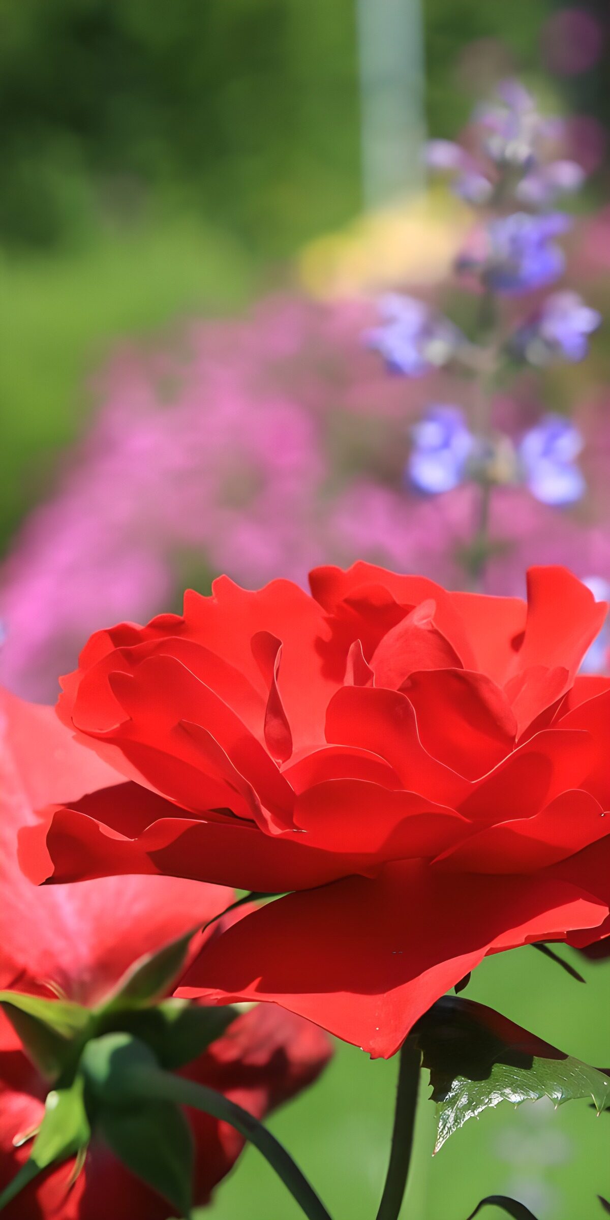 OCUK79617: Vibrant Red Rose Among Blooms