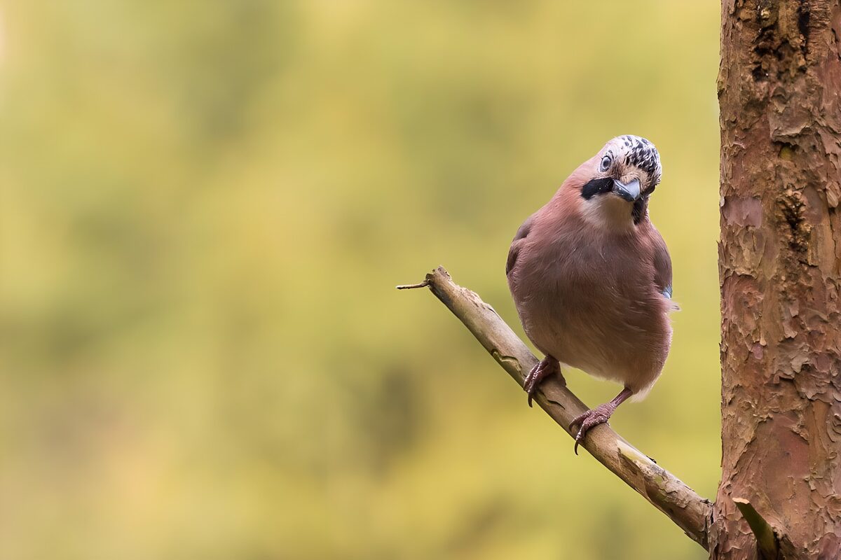 OCUK49644: Curious Jay Perched on a Branch