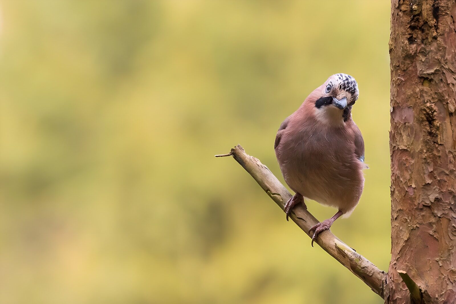 OCUK49644: Curious Jay Perched on a Branch