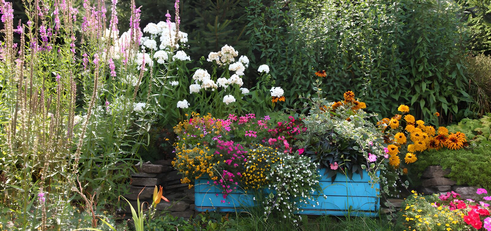 OCUK16212: Vibrant Blooming Garden with Blue Planter