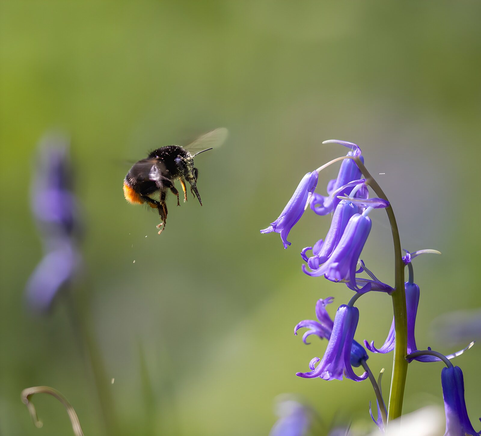 OCUK74482: Bumblebee Approaching Bluebell Blooms