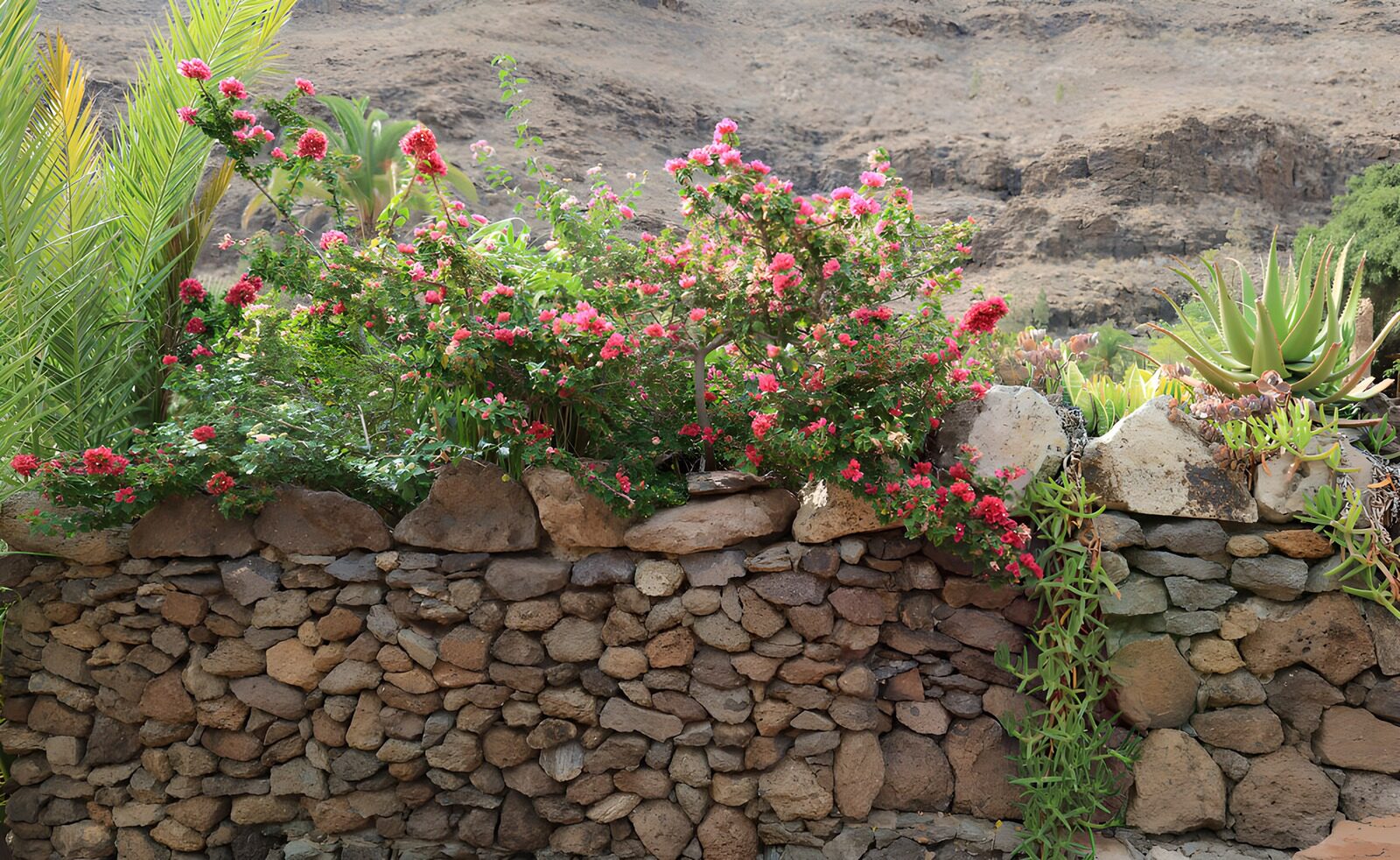 OCUK47563: Vibrant Flora Over Stone Wall