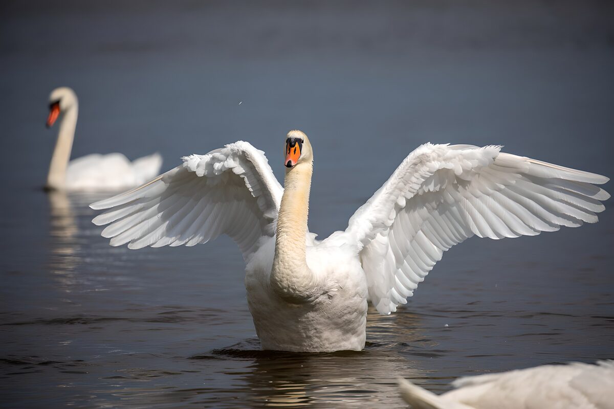 OCUK39918: Majestic Swans in Tranquil Waters