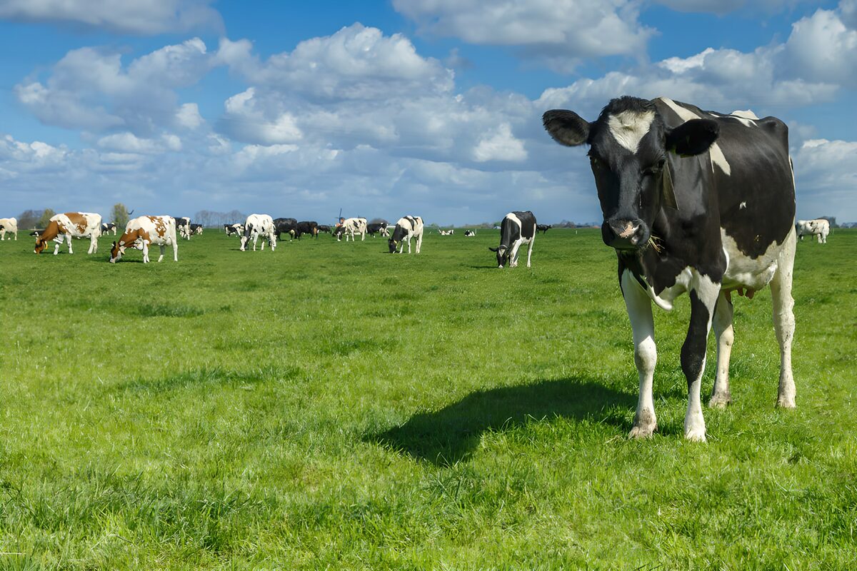 OCUK27976: Grazing Cows in a Sunny Meadow