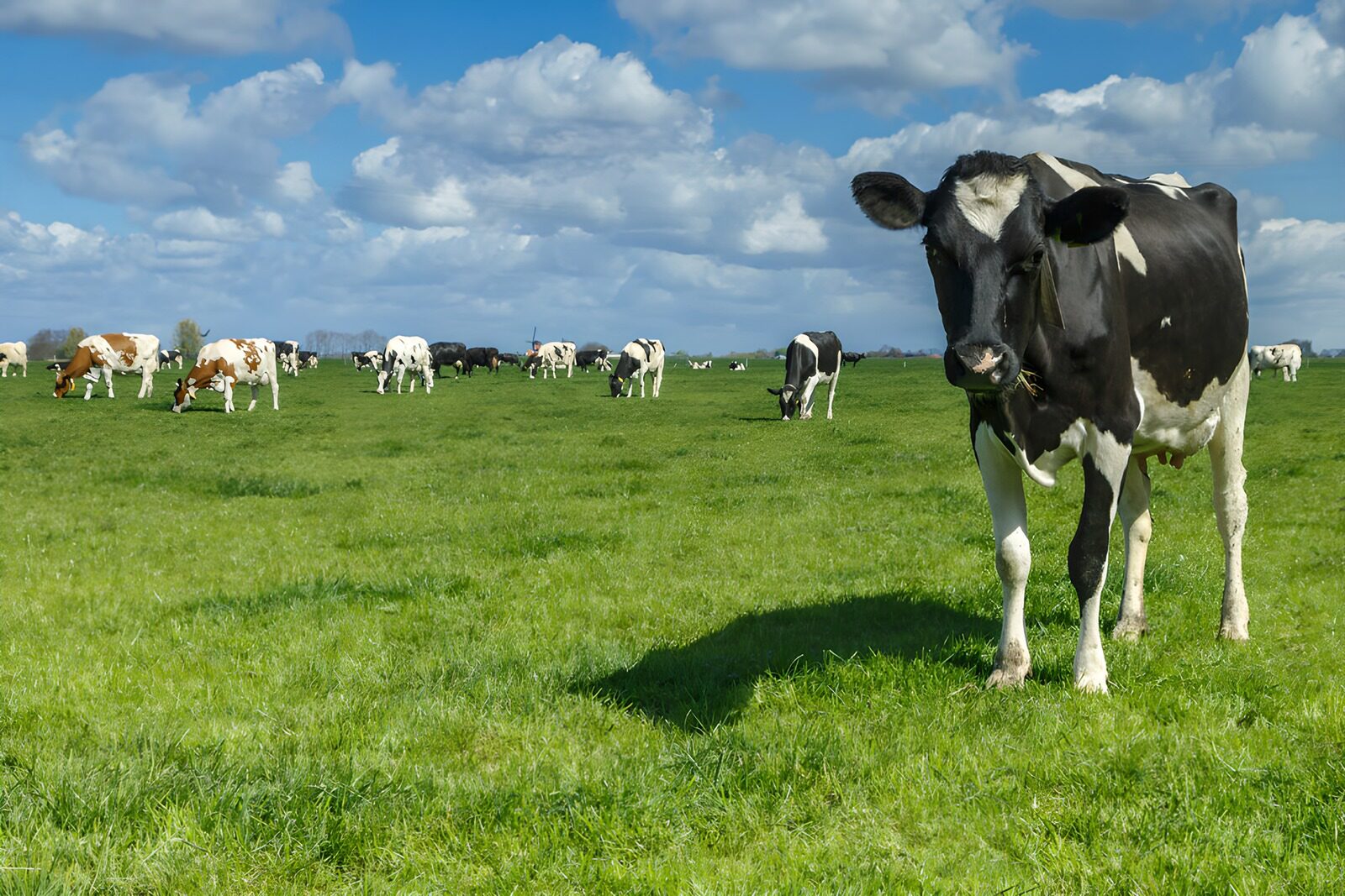 OCUK27976: Grazing Cows in a Sunny Meadow