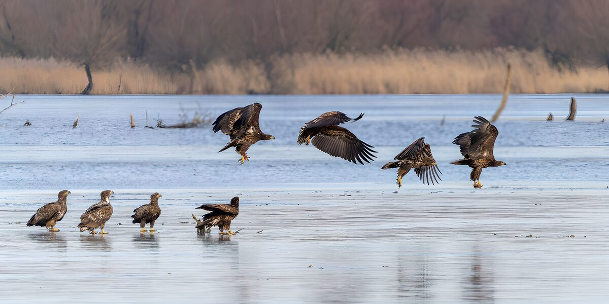 OCUK69146: Majestic Eagles in Flight