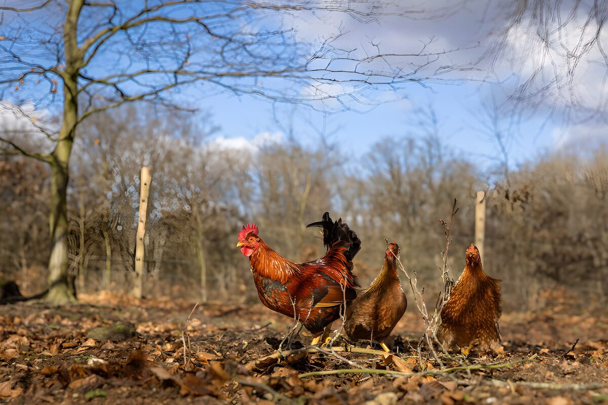 OCUK79175: Colorful Rooster and Hens in Nature