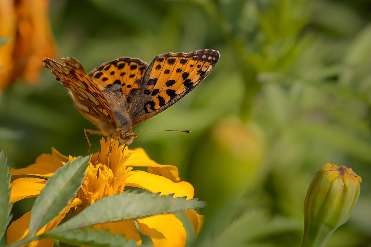 OCUK76020: Butterfly on a Yellow Flower