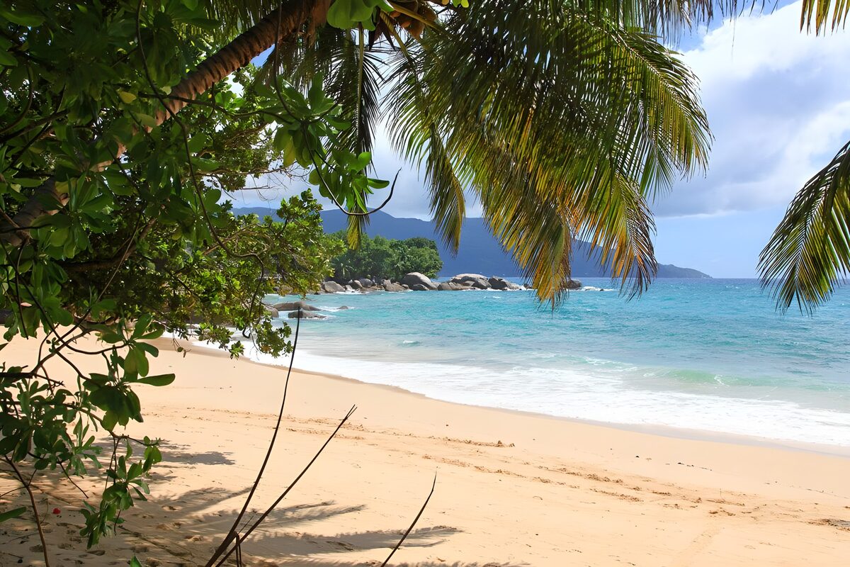 OCUK39694: Serene Beach Escape with Palm Trees