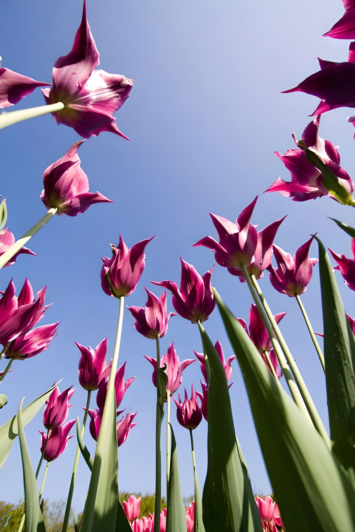 Flower photo 122
