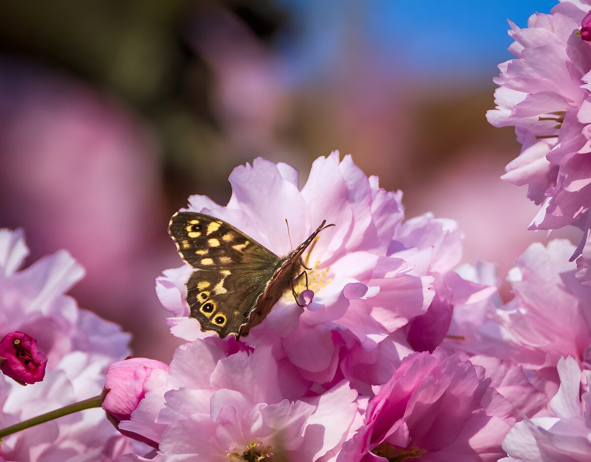 OCUK26199: Speckled Wood on Pink Blossom
