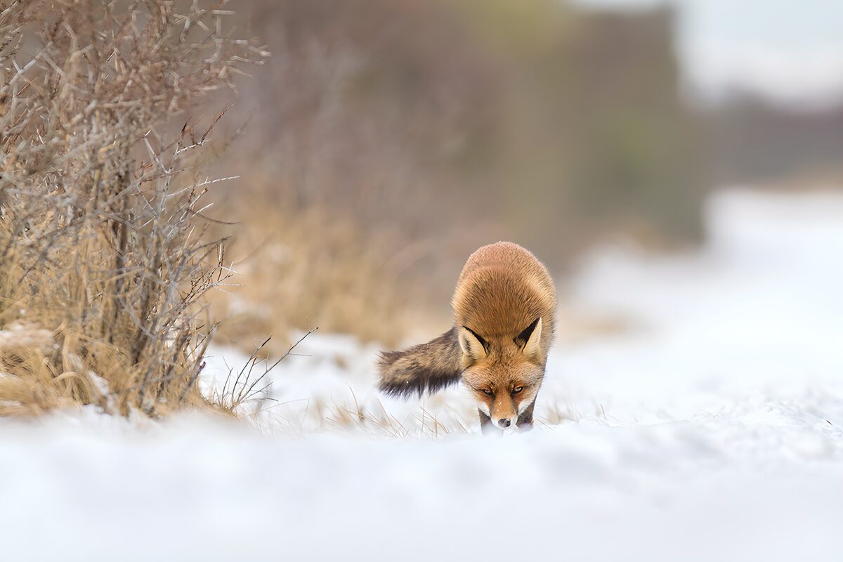 OCUK13202: Curious Fox in Winter Wonderland