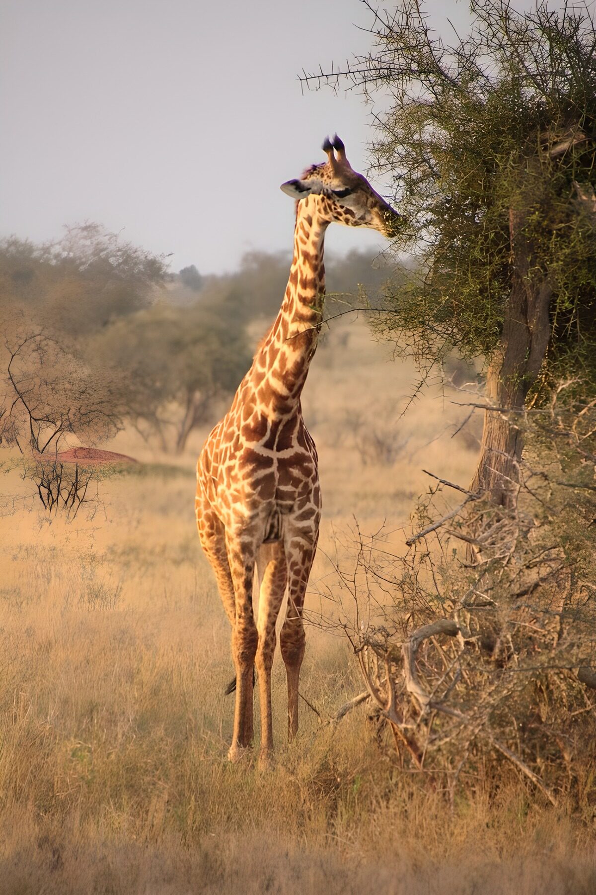 OCUK80977: Graceful Giraffe Feeding