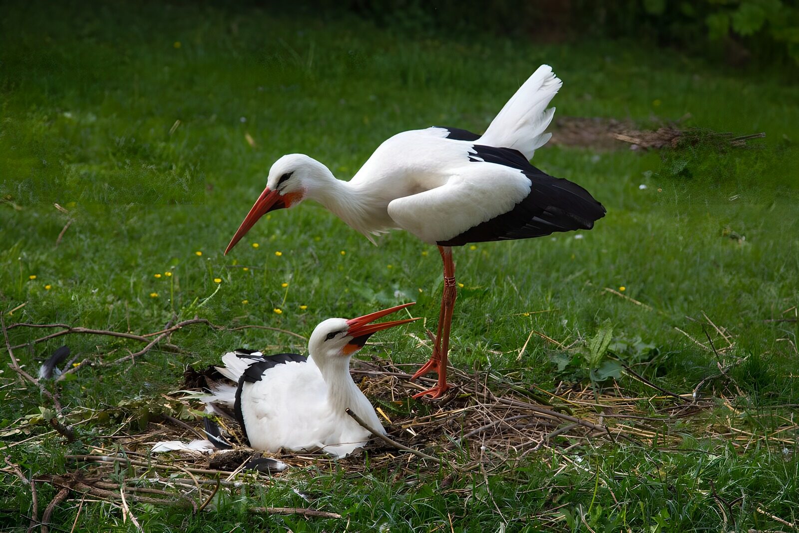 OCUK16017: Caring Storks in Their Nest