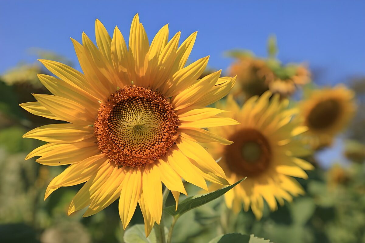 Radiant Sunflower in Bloom