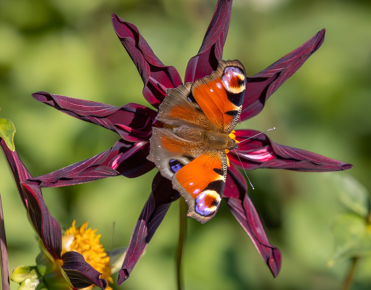 OCUK29122: Vibrant Butterfly on a Colorful Flower