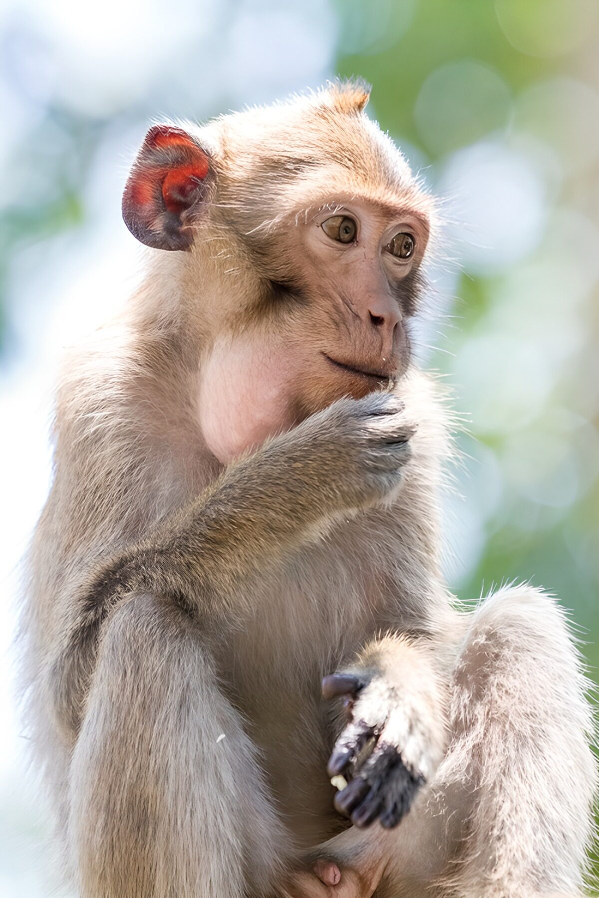 OCUK27613: Thoughtful Monkey Portrait