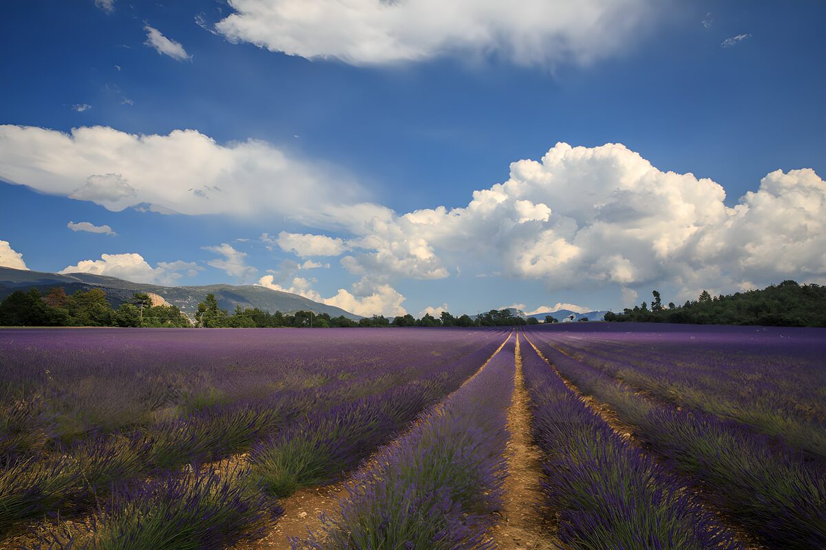 OCUK38253: Lush Lavender Fields Under a Blue Sky