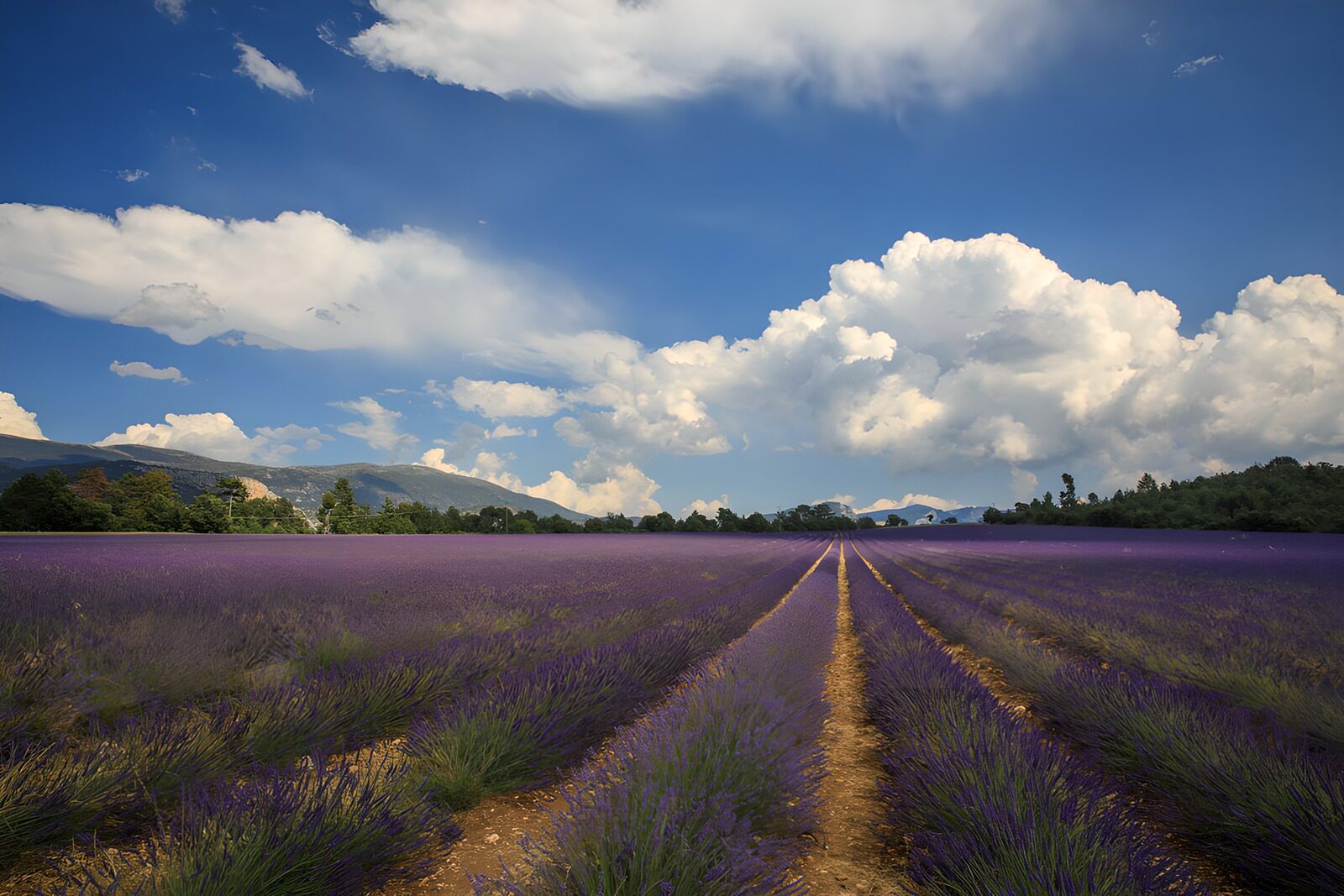 OCUK38253: Lush Lavender Fields Under a Blue Sky