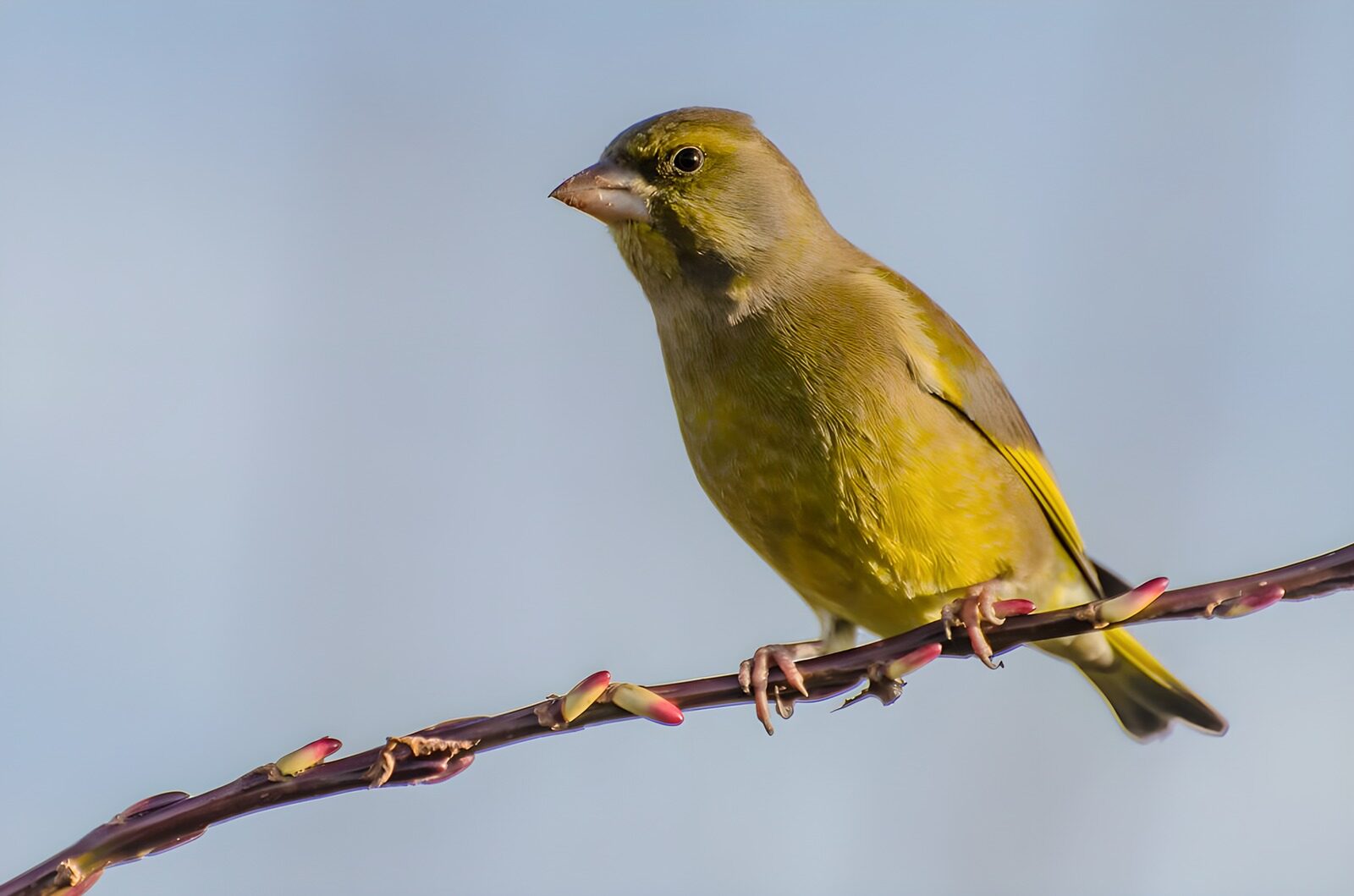 OCUK98485: Vibrant Green Bird on Branch