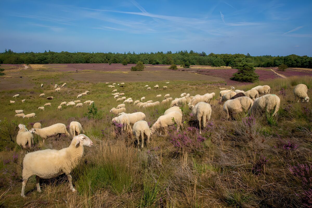 OCUK96319: Serene Grazing Sheep in a Meadow