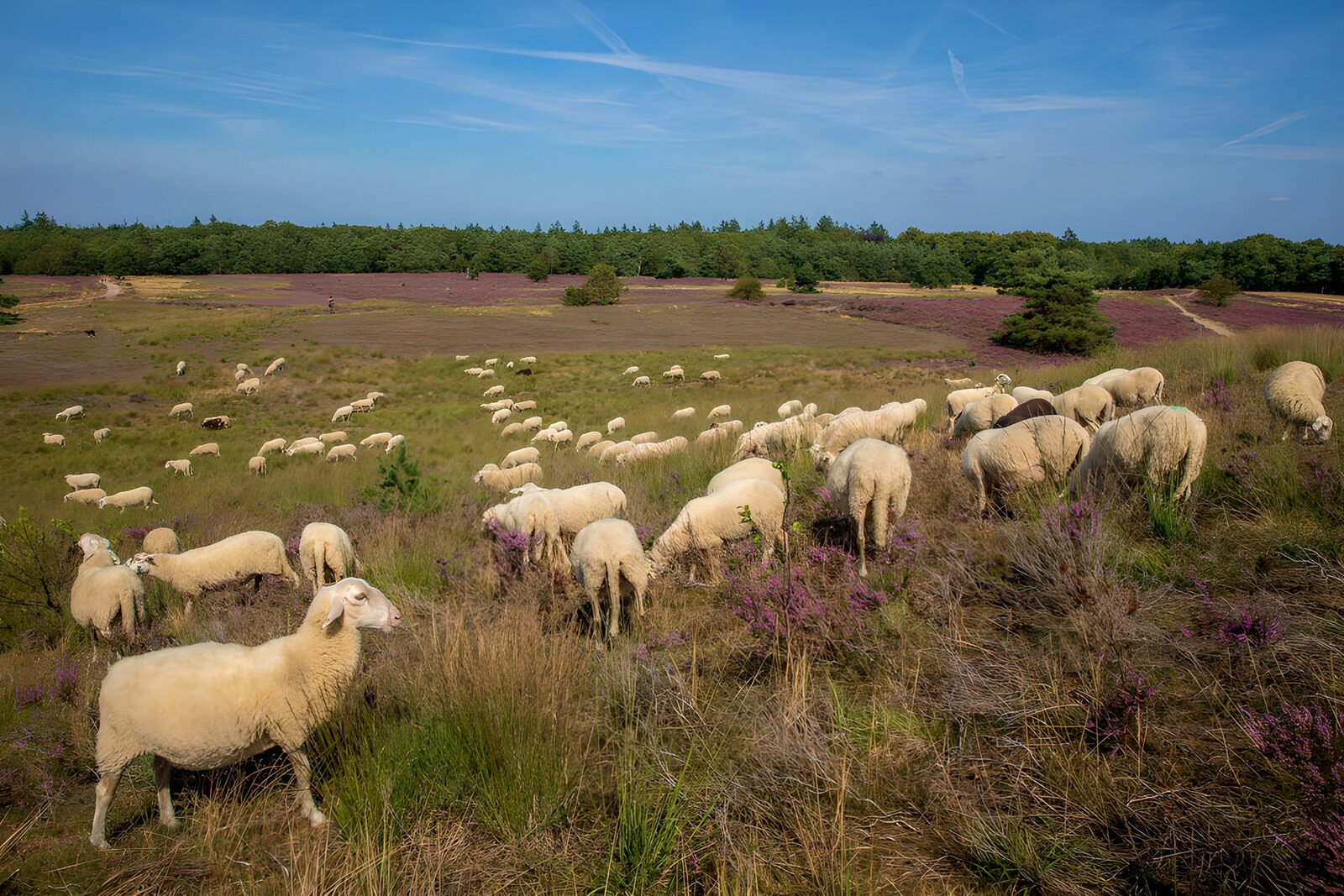 OCUK96319: Serene Grazing Sheep in a Meadow