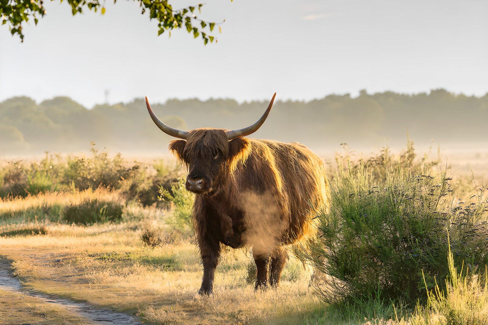 OCUK22351: Highland Cow in Morning Mist