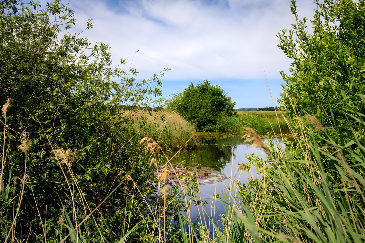 OCUK42391: Serene Wetlands Under a Clear Sky