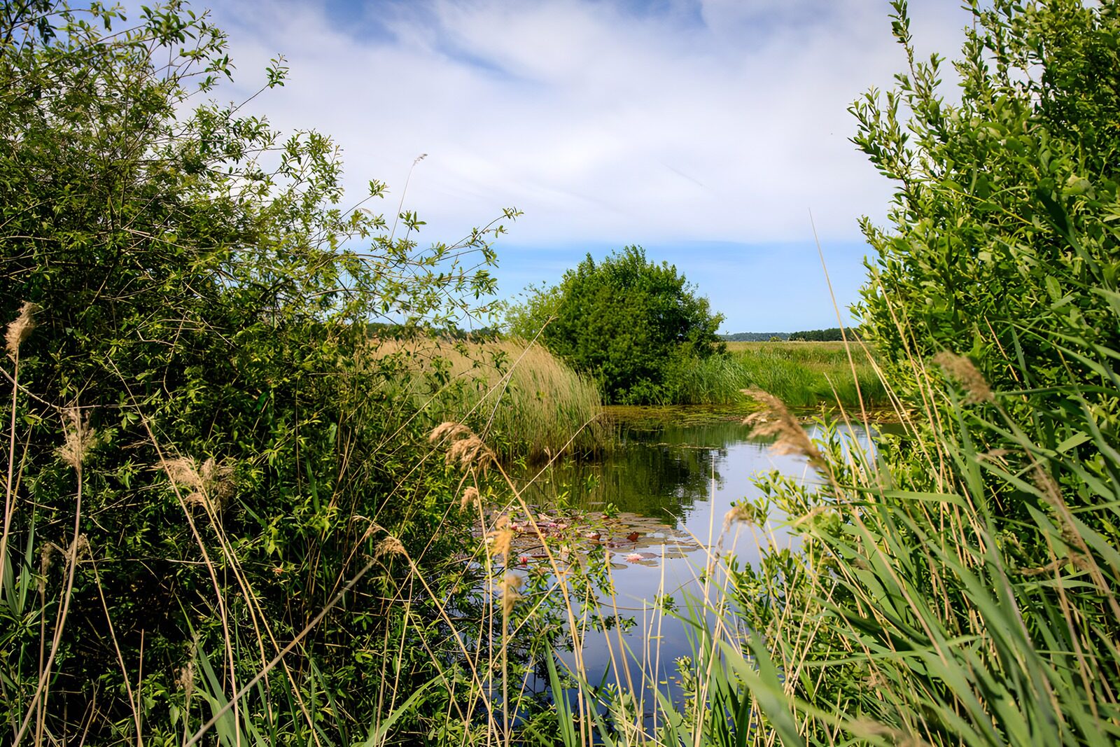 OCUK42391: Serene Wetlands Under a Clear Sky