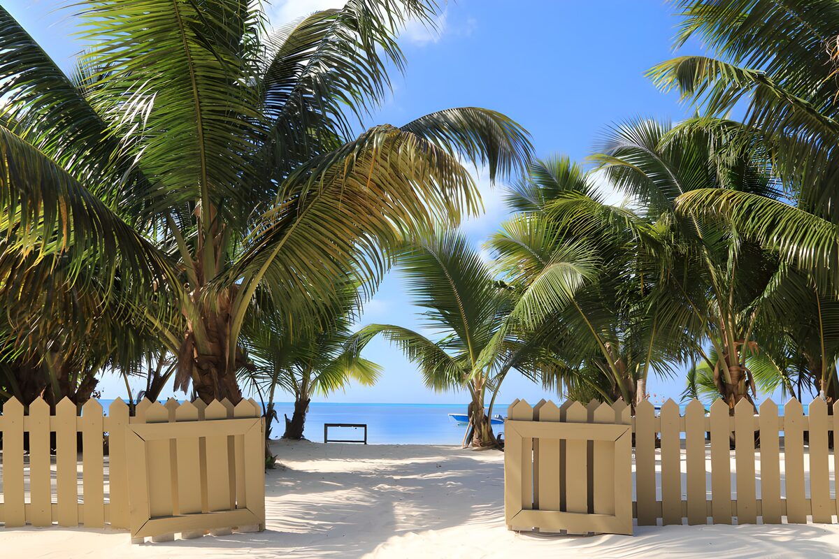 OCUK55477: Tropical Escape Through Palm Trees