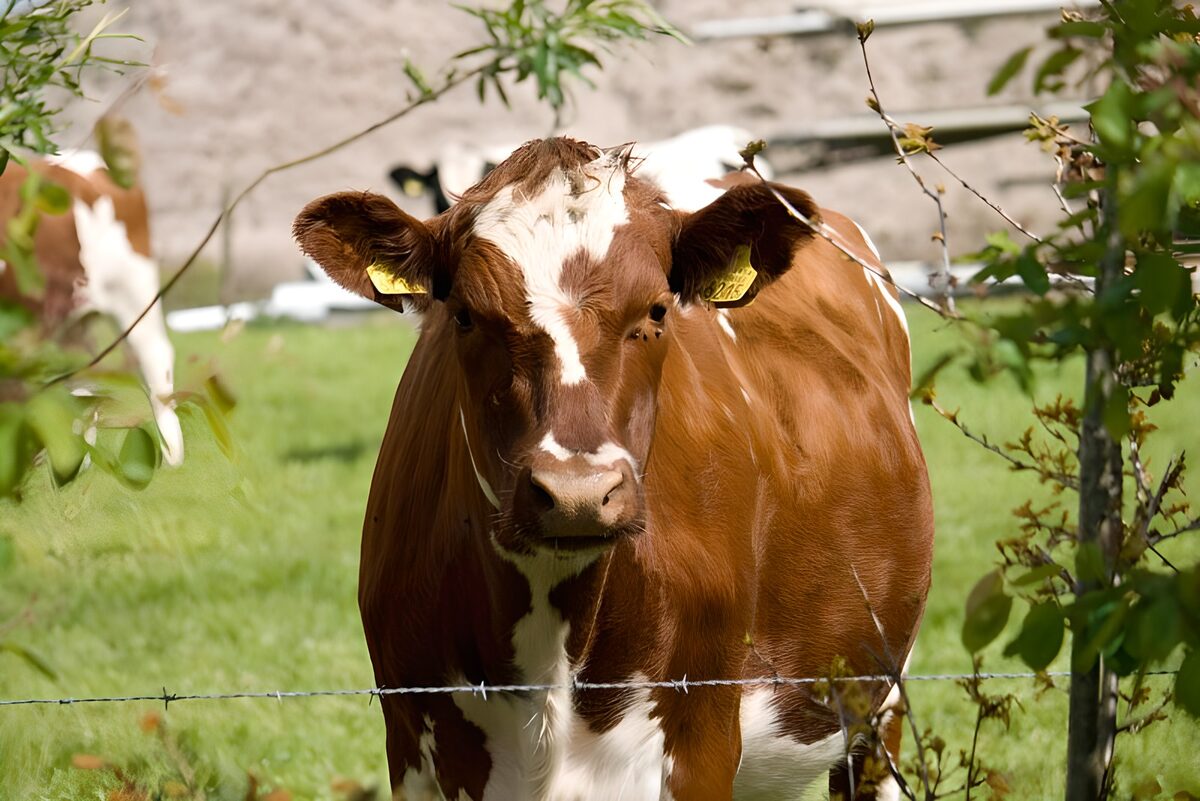 OCUK13548: Cow 12