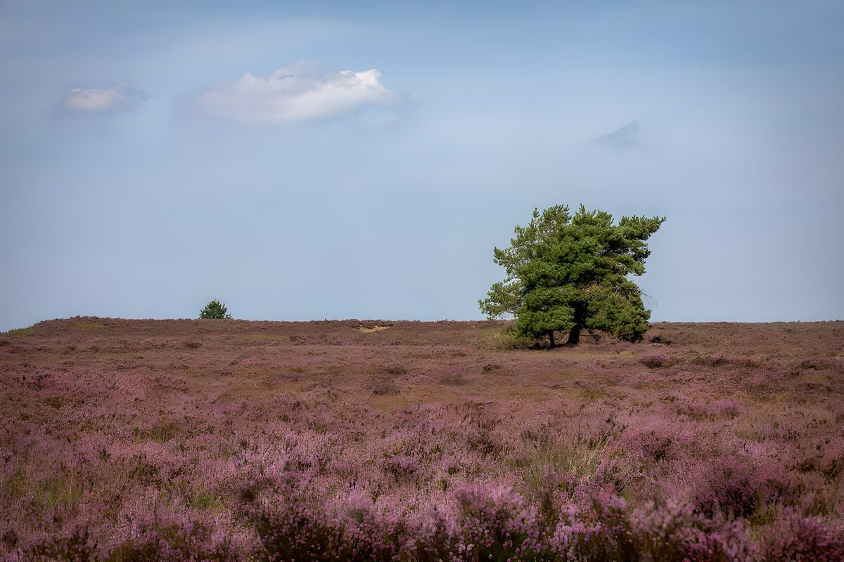 OCUK77820: Serene Heather Landscape