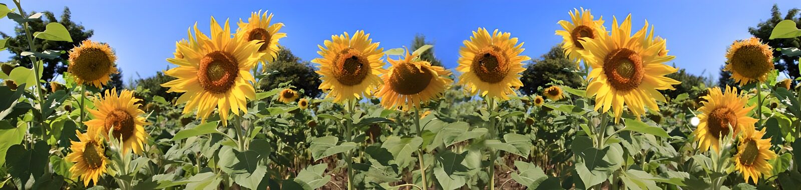 OCUK13393: Vibrant Sunflower Field Under Clear Sky