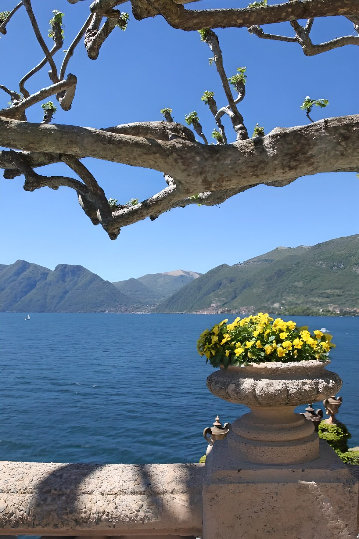 OCUK58324: View on lake and mountains with flowerpot and branches in front