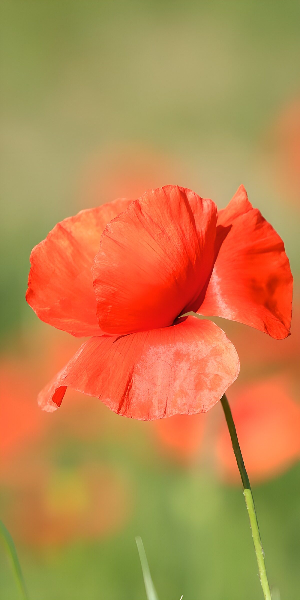 OCUK93628: Vibrant Red Poppy Bloom