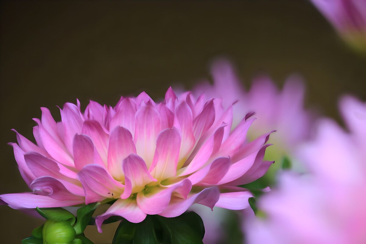 OCUK85833: Pink dahlia