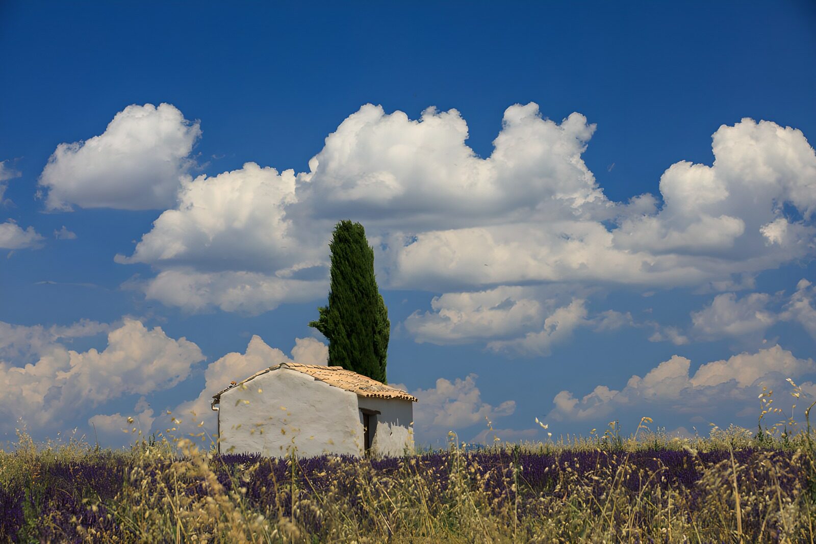 OCUK62213: Serene Lavender Fields Under Blue Skies