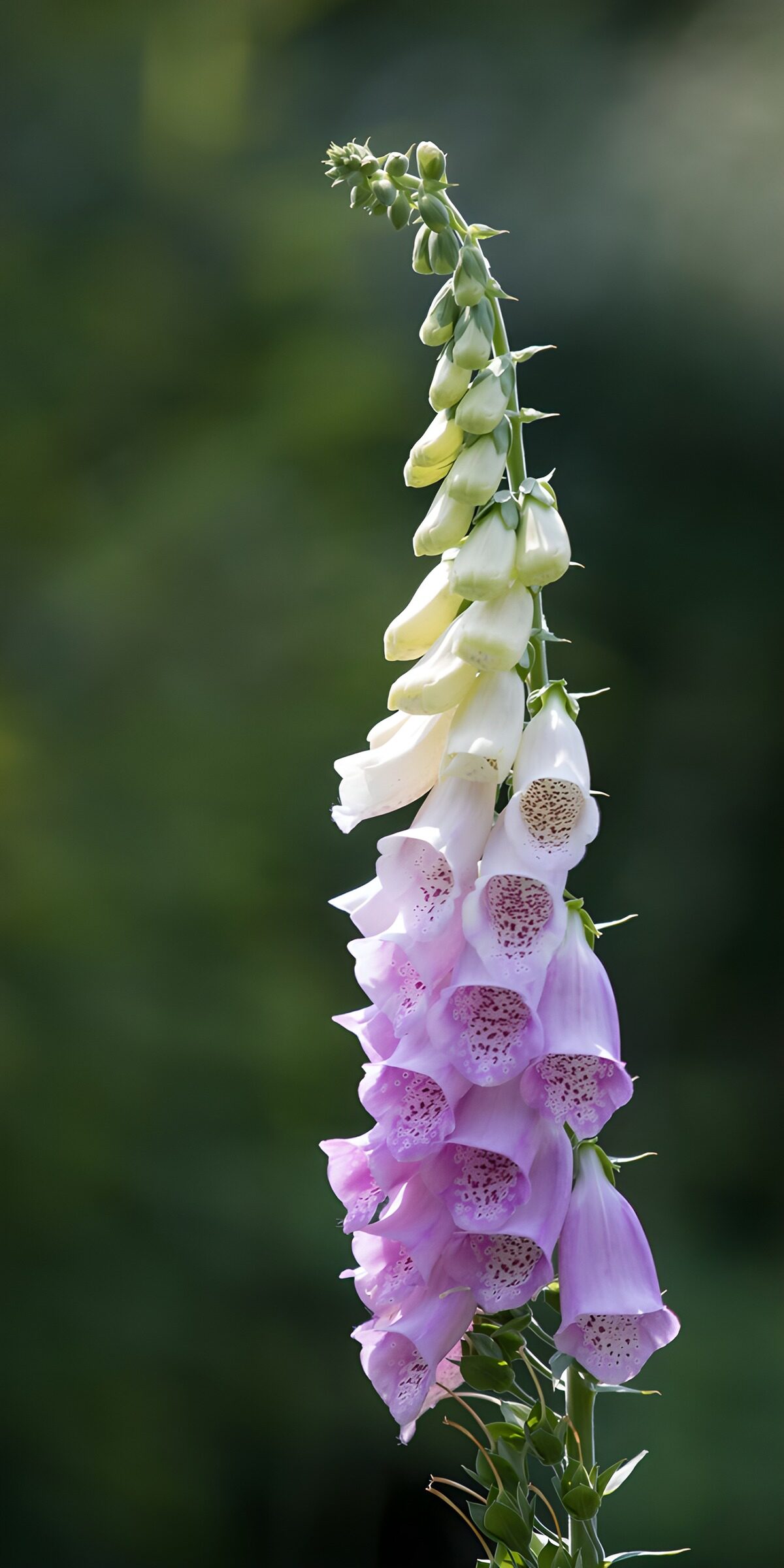 OCUK37567: Graceful Foxglove in Bloom