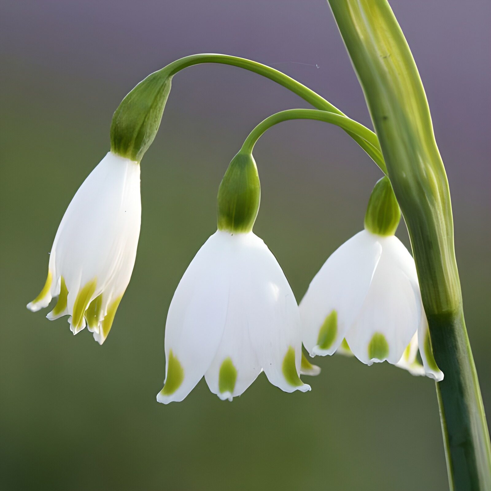 OCUK20734: Flower photo 60