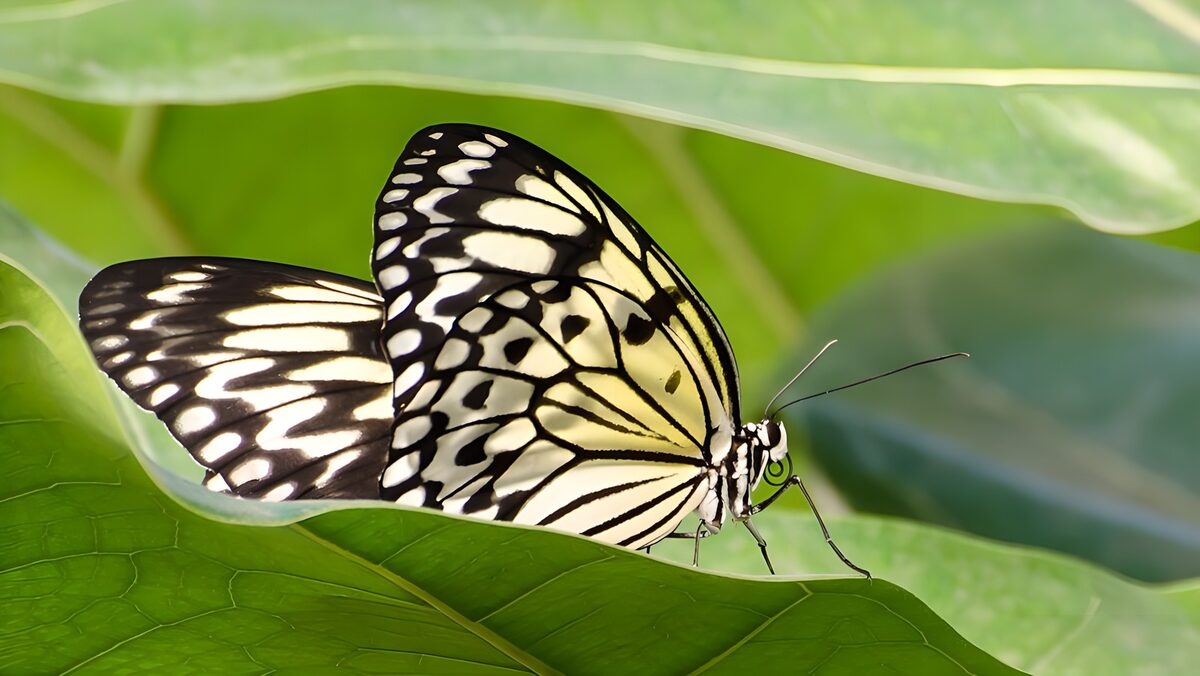 OCUK56437: Elegant Butterfly on Green Leaves