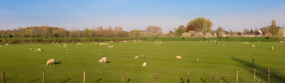 OCUK69317: Serene Pasture in Springtime