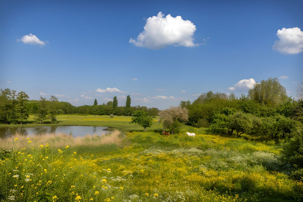 OCUK82877: Serene Meadow with Tranquil Pond