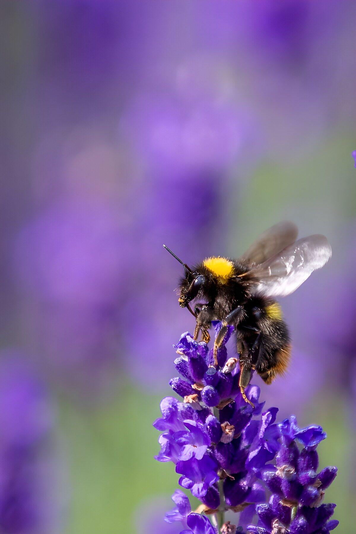 OCUK24297: Bumblebee on Lavender Blossom