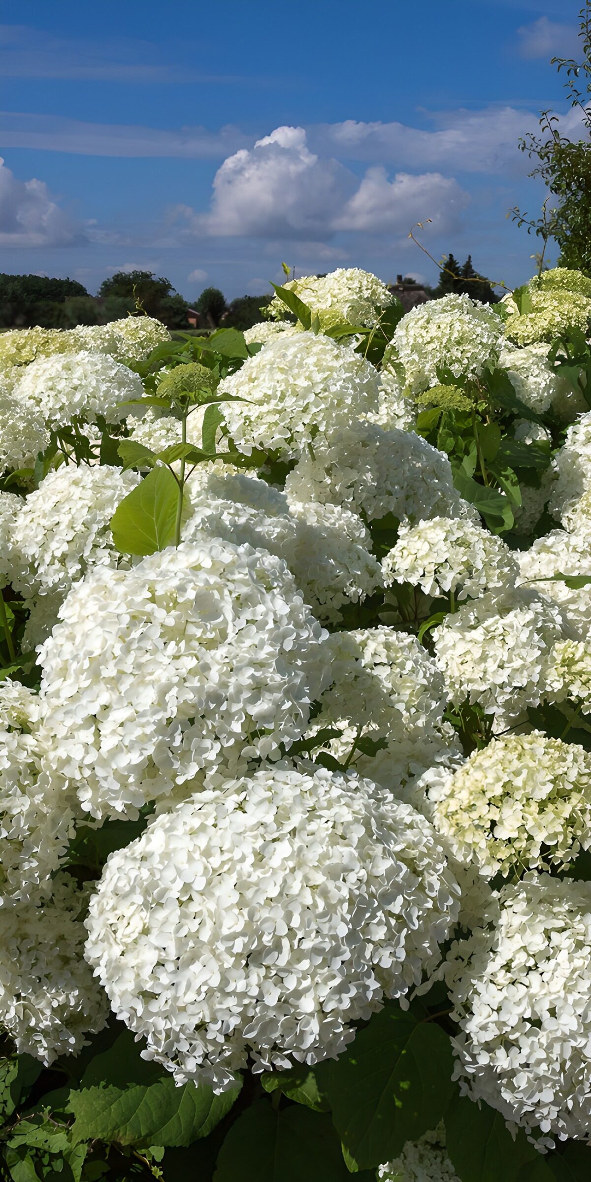 OCUK98831: Lush White Hydrangeas Under Blue Sky